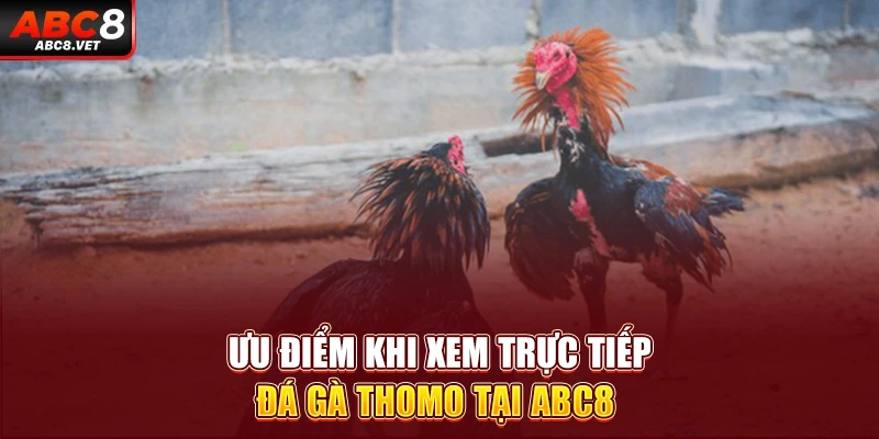 Ưu điểm khi xem trực tiếp đá gà Thomo tại ABC8 