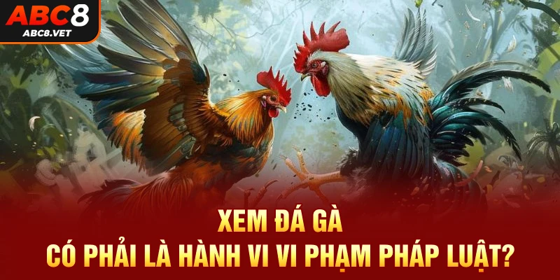 Xem đá gà có phải là hành vi vi phạm pháp luật?