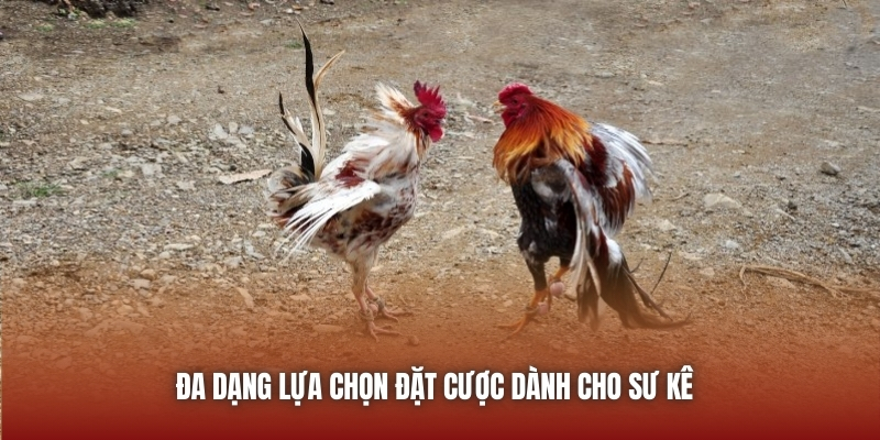 Đa dạng lựa chọn đặt cược dành cho sư kê