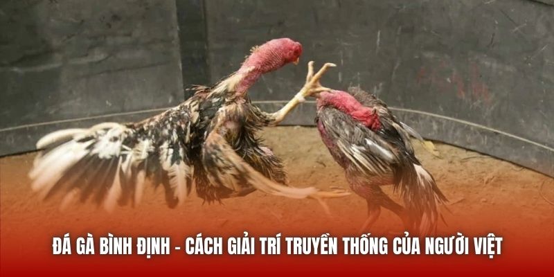 Đá Gà Bình Định - Cách Giải Trí Truyền Thống Của Người Việt