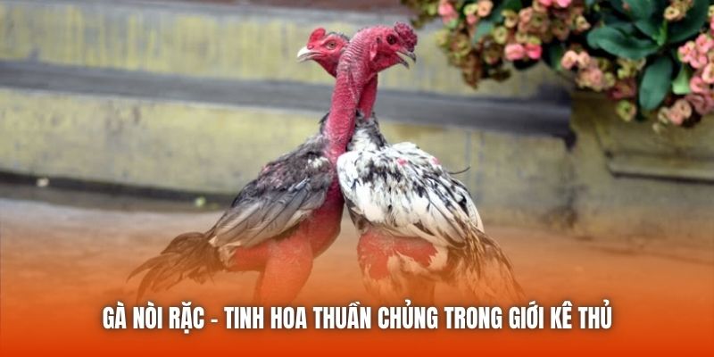 Gà Nòi Rặc - Tinh Hoa Thuần Chủng Trong Giới Kê Thủ