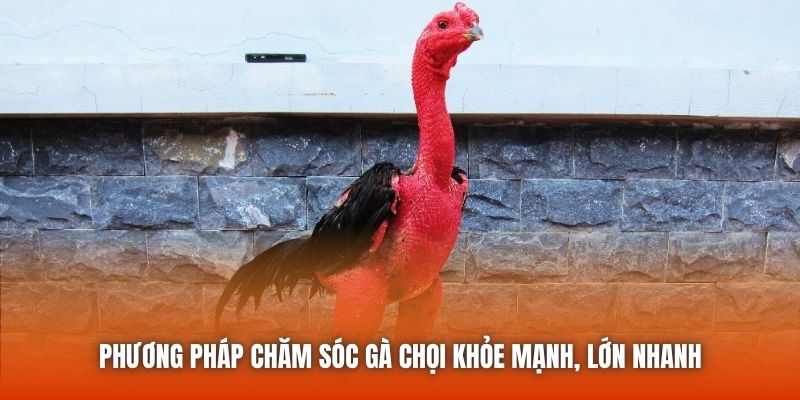 Phương pháp chăm sóc gà chọi khỏe mạnh, lớn nhanh