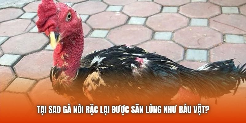 Tại sao gà nòi rặc lại được săn lùng như báu vật?