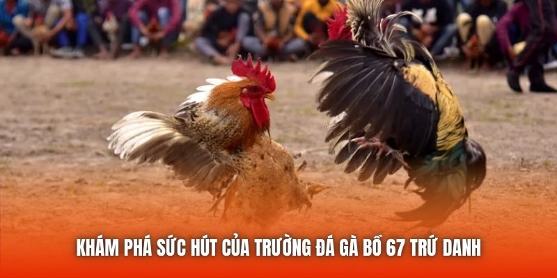 Khám Phá Sức Hút Của Trường Đá Gà Bồ 67 Trứ Danh