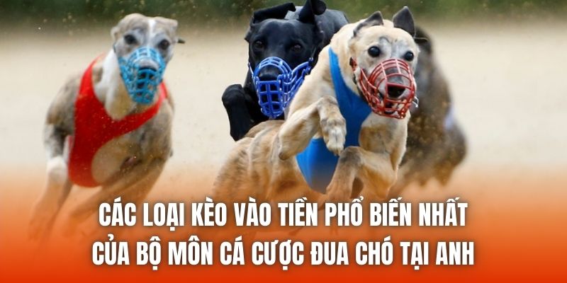 Các loại kèo vào tiền phổ biến nhất của bộ môn cá cược đua chó tại Anh