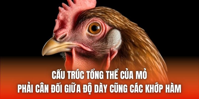 Cấu trúc tổng thể của mỏ phải cân đối giữa độ dày cũng các khớp hàm