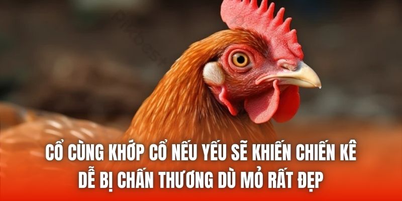 Cổ cùng khớp cổ nếu yếu sẽ khiến chiến kê dễ bị chấn thương dù mỏ rất đẹp