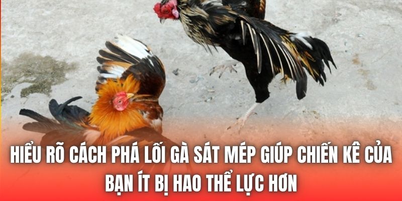 Hiểu rõ cách phá lối gà sát mép giúp chiến kê của bạn ít bị hao thể lực hơn