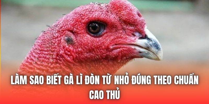 Làm Sao Biết Gà Lì Đòn Từ Nhỏ Đúng Theo Chuẩn Cao Thủ
