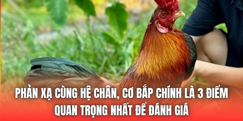 Phản xạ cùng hệ chân, cơ bắp chính là 3 điểm quan trọng nhất để đánh giá