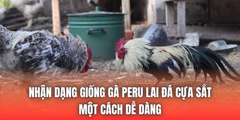Nhận dạng giống gà Peru lai đá cựa sắt một cách dễ dàng